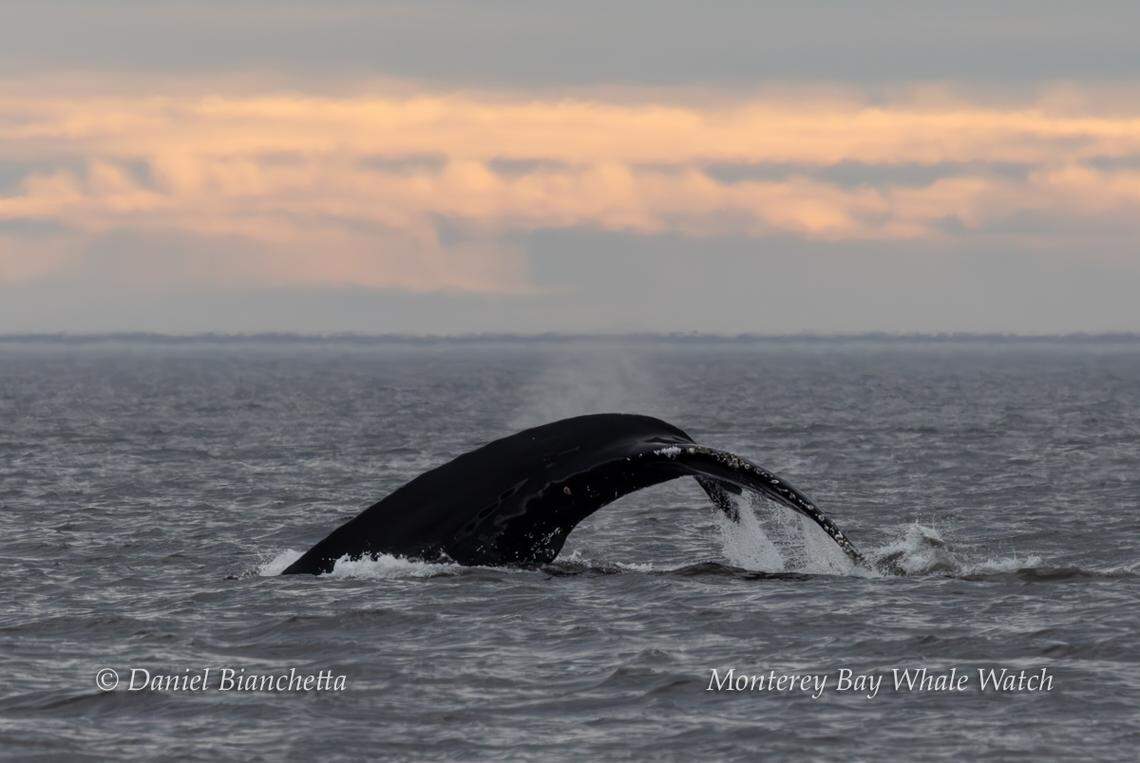 A humpback whale was seeing “fluking up,” the company said.
