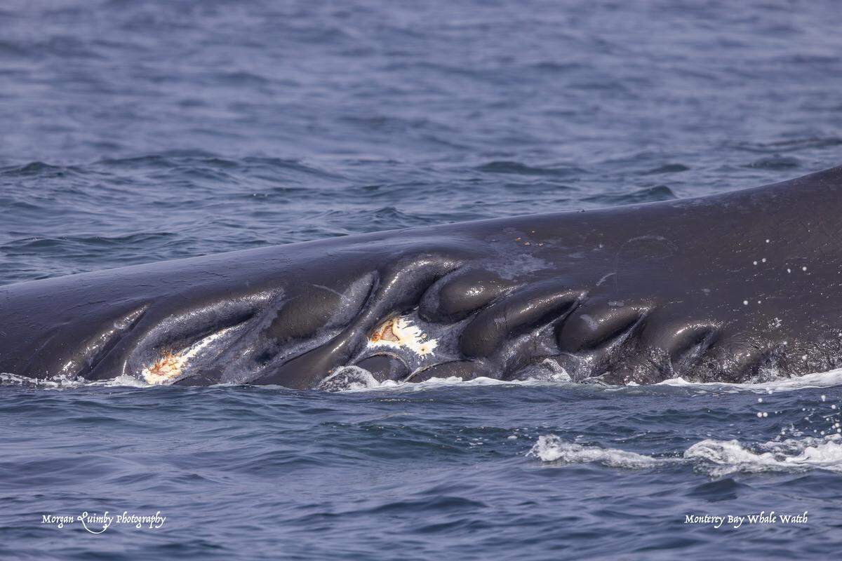 A humpback whale named Fingers was left with scarring after being struck by a boat in California.