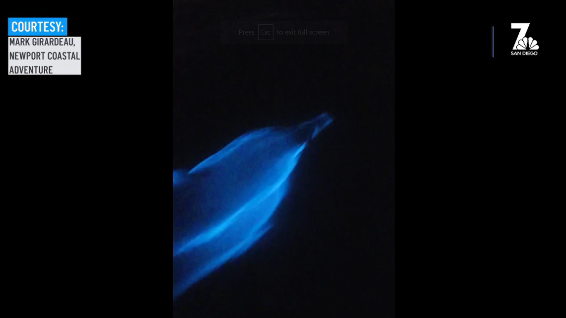 Sea creatures glow neon blue as they hunt off California coast, dreamy video shows.