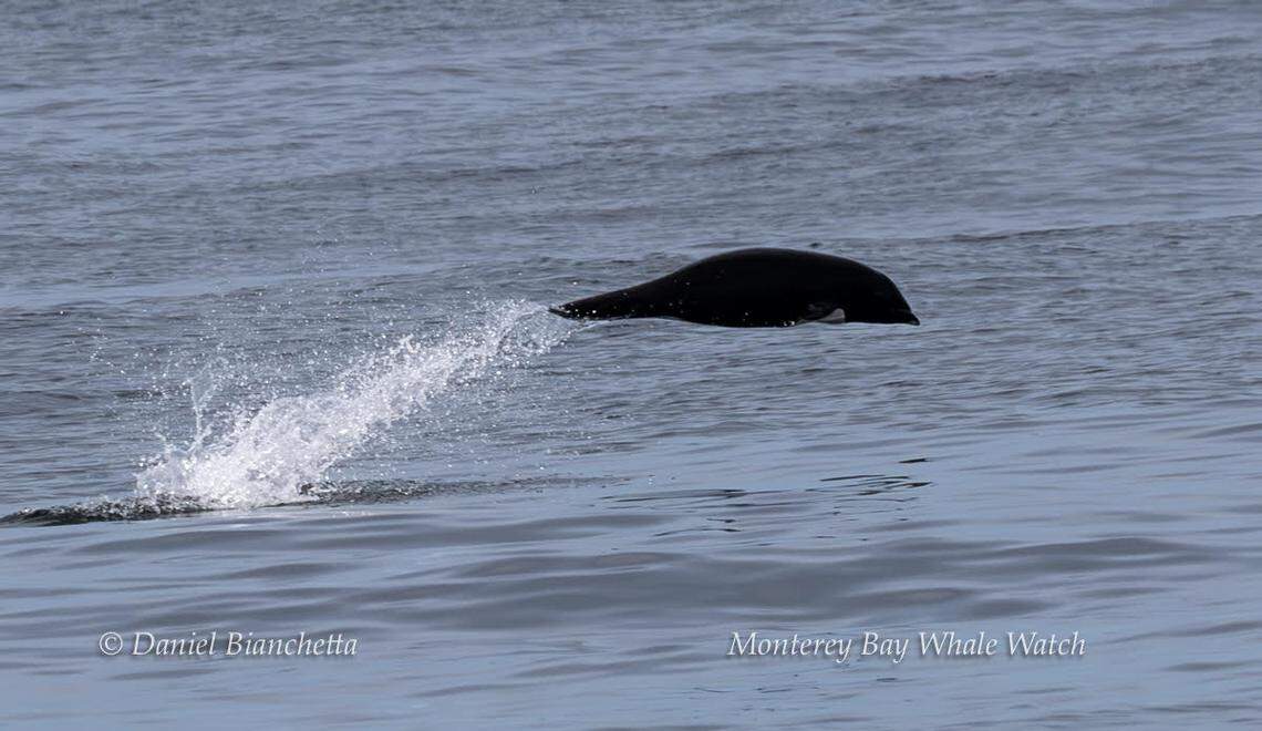 A group of dolphins were spotted in California.