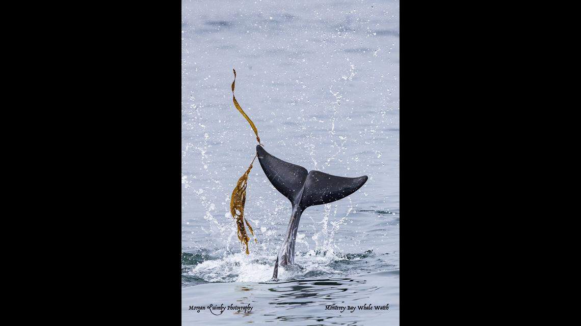 A dolphin was spotted playing with kelp in California.