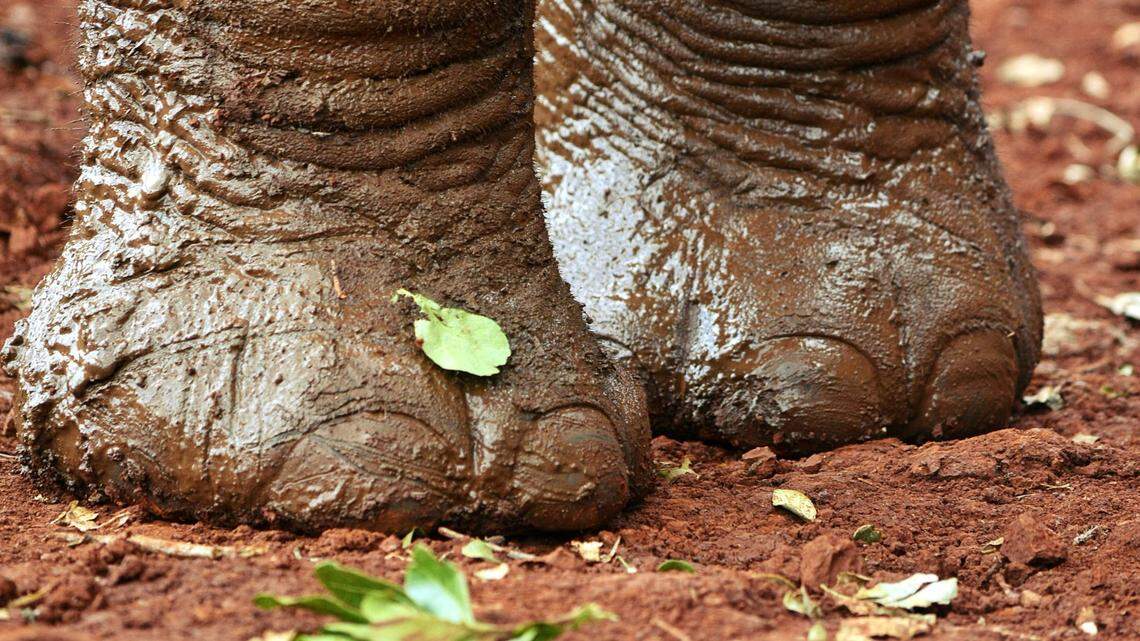 The baby elephant, not the one pictured, is the first to be born at Fresno Chaffee Zoo.