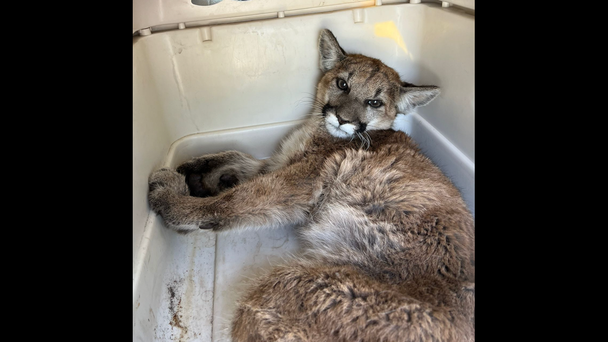 A mountain lion is recovering after being hit by a car in California, a humane society said.
