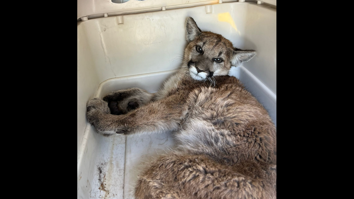 A mountain lion is recovering after being hit by a car in California, a humane society said.