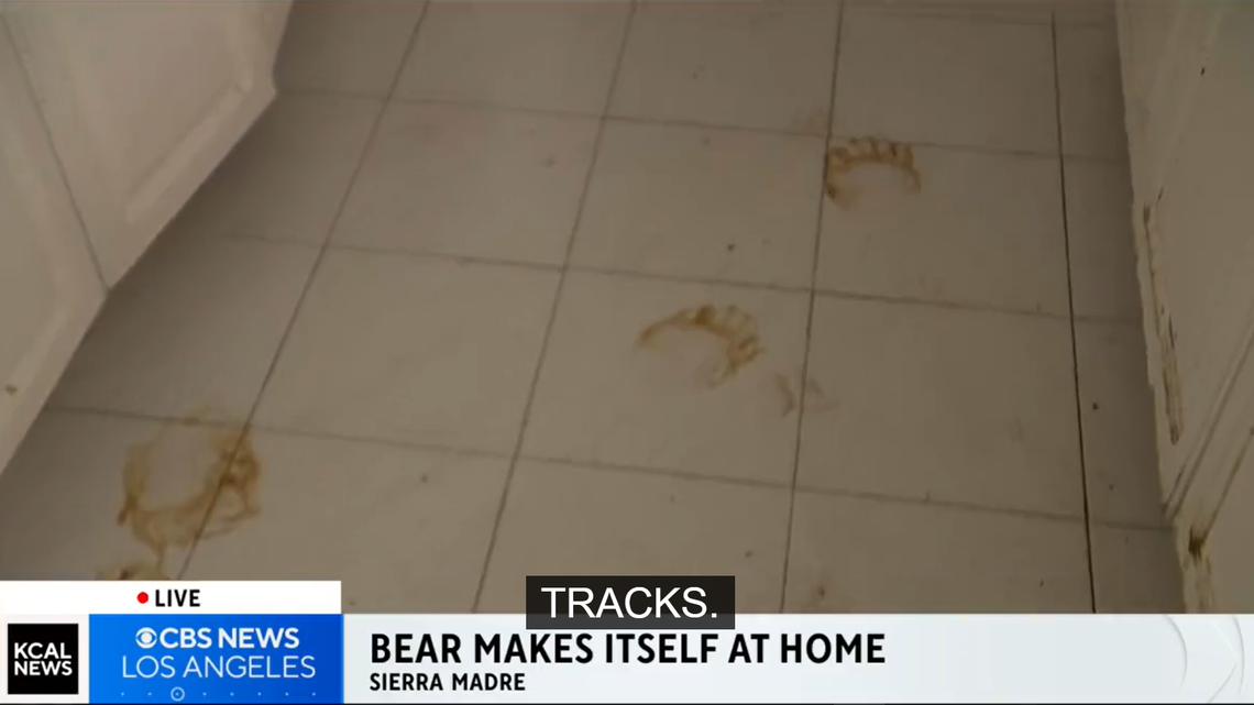 A hungry bear broke into a California home and left behind a trail of evidence in the form of plum sauce paw prints. 