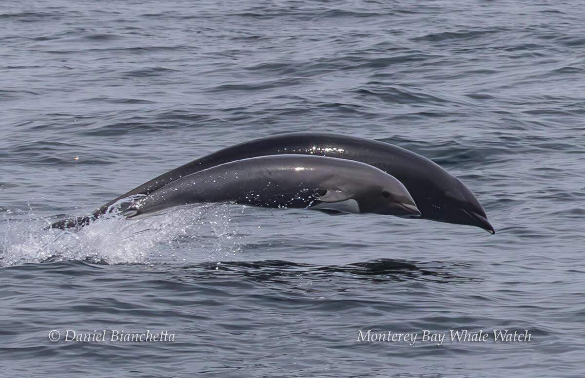 A mama northern right whale dolphin was spotted with her calf off the coast of California.