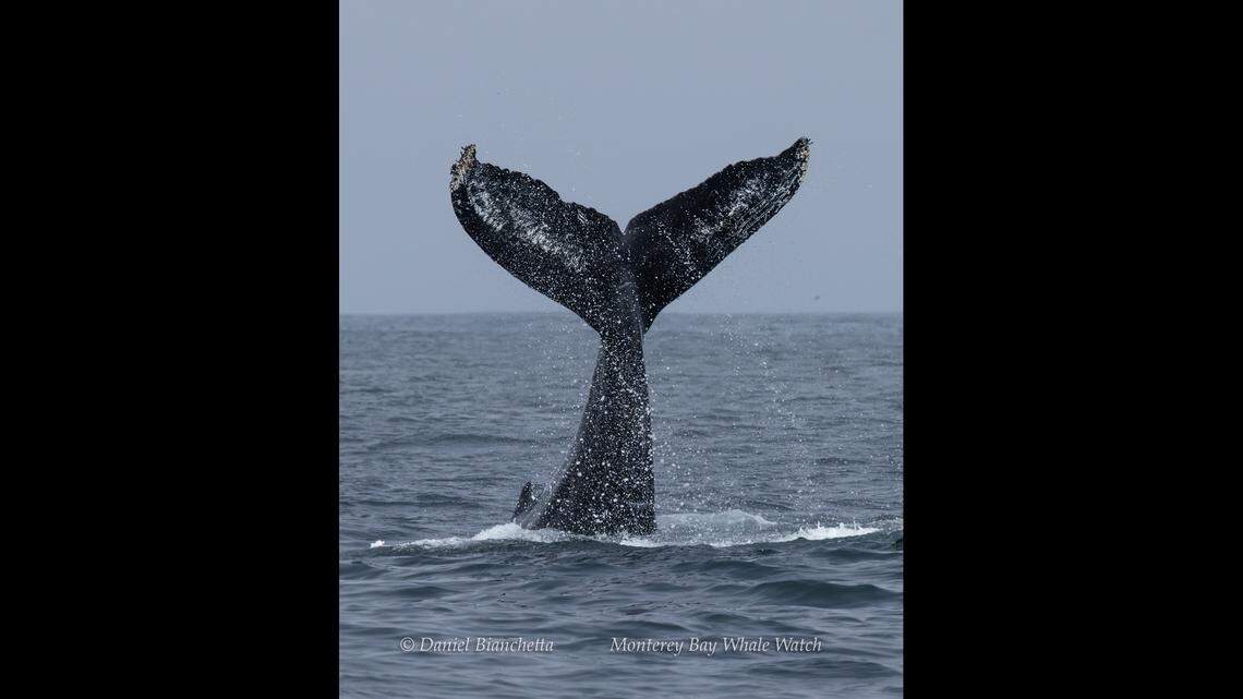 Boaters got the chance to see a blue whale off the coast of California.