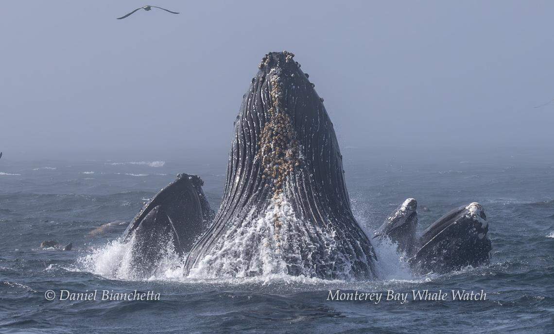 Onlookers got to see a group of humpback whales feeding in California.