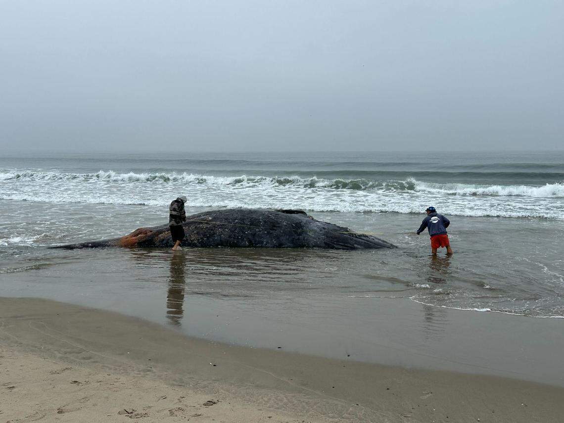 A gray whale washed ashore a California beach.