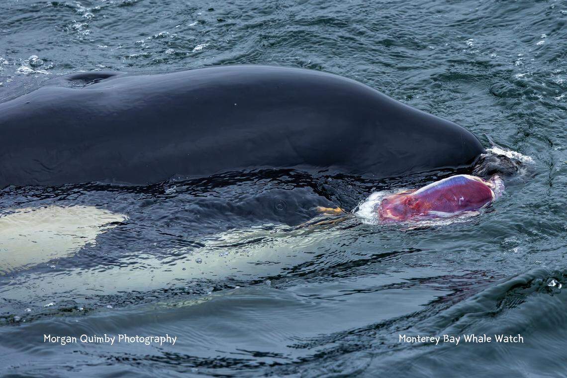A baby orca was learning to hunt off the coast of California, boaters said.