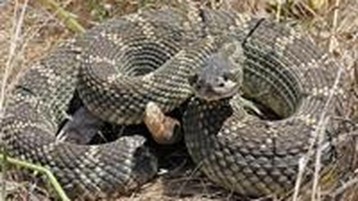Rattlesnake season in California: What to do (and not do) if you’re bitten