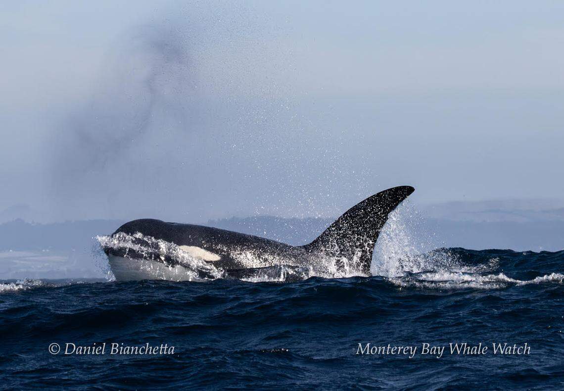 A mama killer whale was seen with her babies in California, a whale watching company said.
