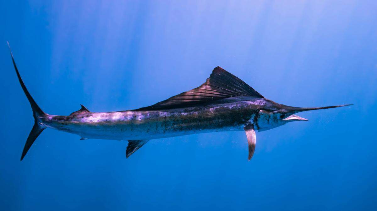 A swordfish (not the one pictured) was spotted breaching off the coast of California, boaters said.