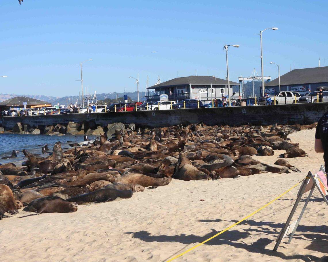While the honking congress of sea lions is quite a sight, officials are warning locals to keep their distance.