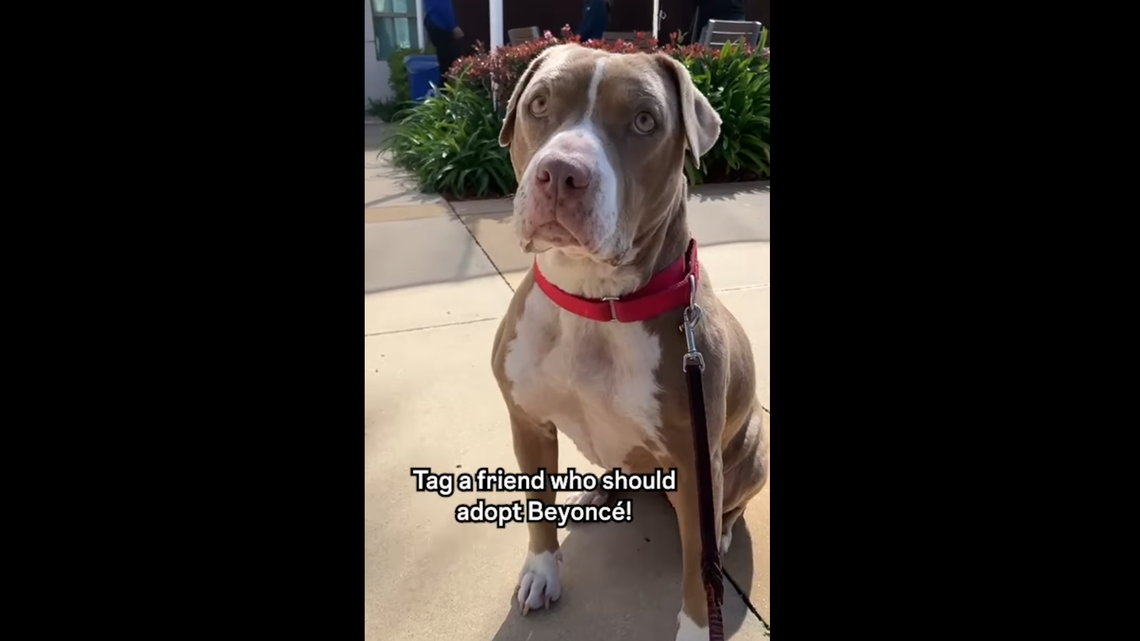 Beyonce, the beloved deaf dog, is now at a foster home awaiting adoption.