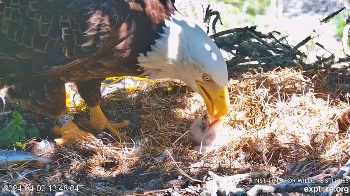 A bald eagle baby is seen being fed its first meal after it hatched April 2 in the Fraser Point area of Santa Cruz Island.