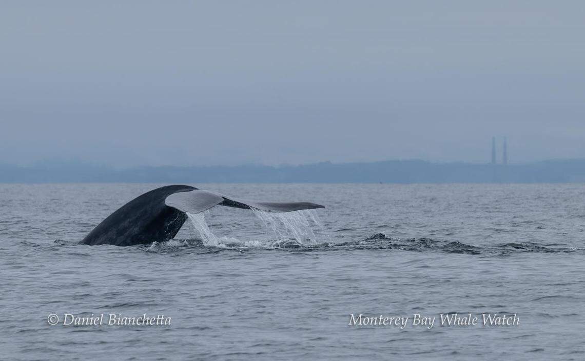 A blue whale was seen showing off its tail off the coast of California.