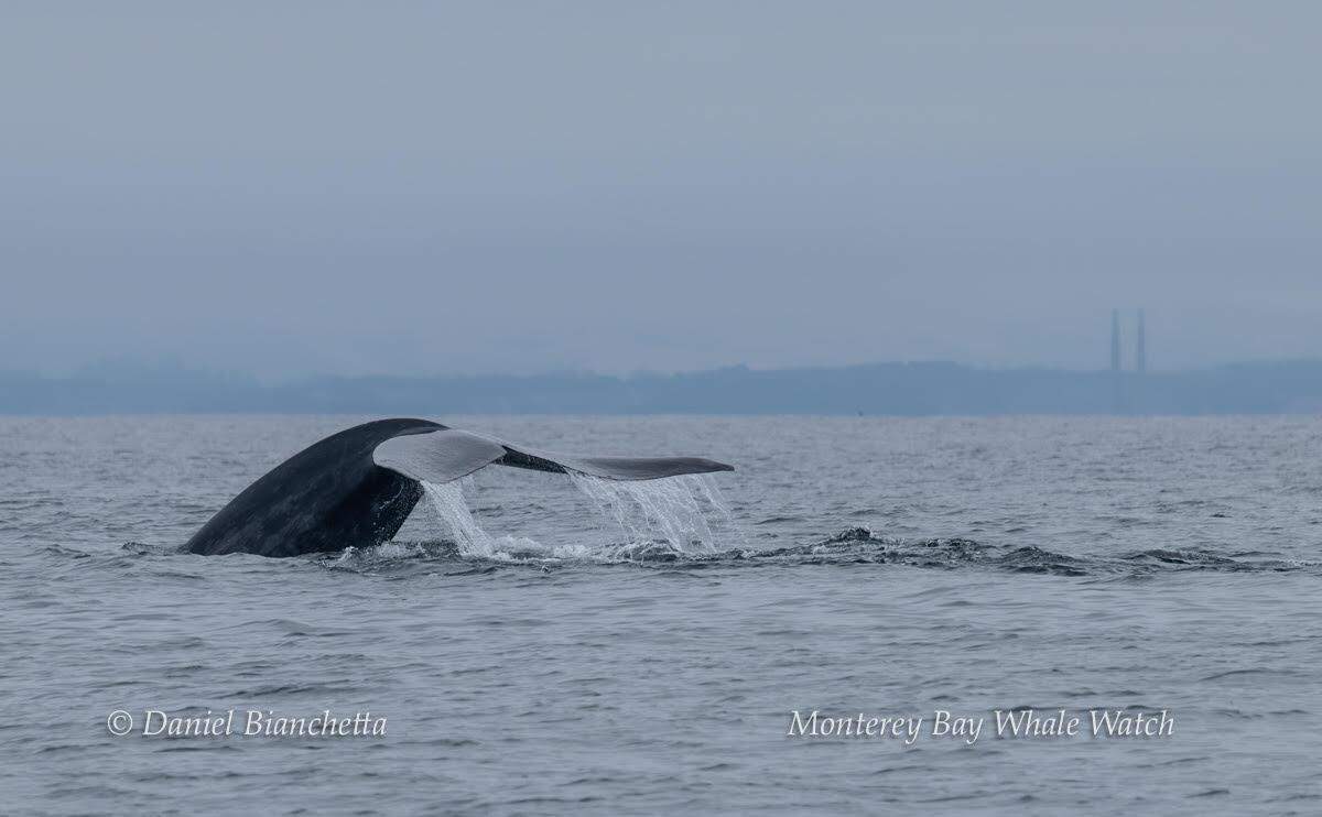 A blue whale was seen showing off its tail off the coast of California.