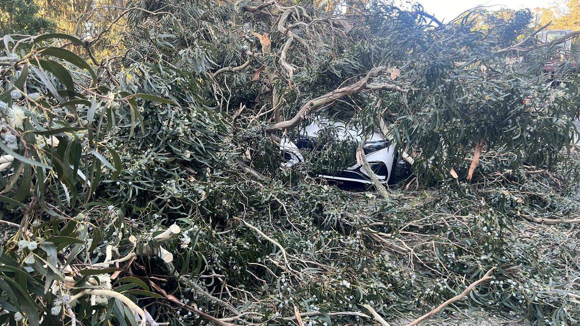 Eleven people were rescued after a tree fell on cars in California, firefighters said.