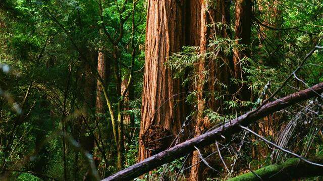 Its reappearance means years of restoration efforts have been successful.