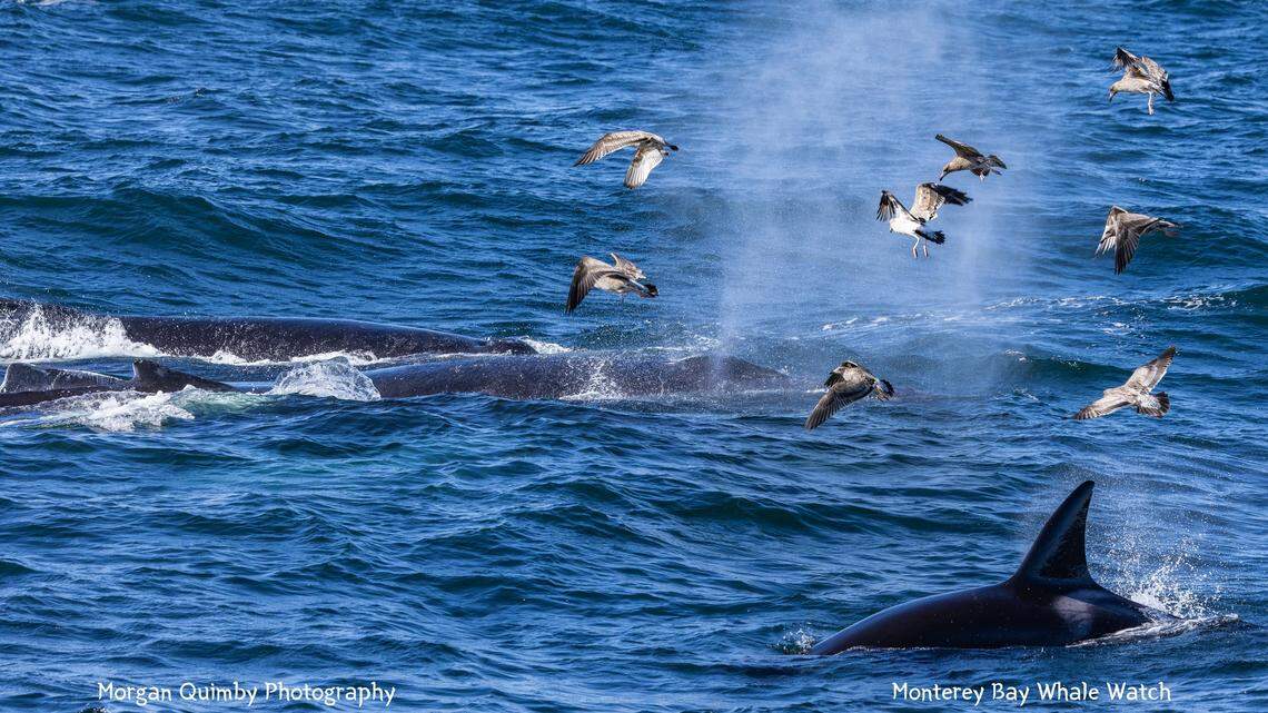 A group of humpbacks tried to stop orcas from hunting a sea lion off the coast of California, boaters said. A group of humpbacks tried to stop orcas from hunting a sea lion off the coast of California, boaters said.