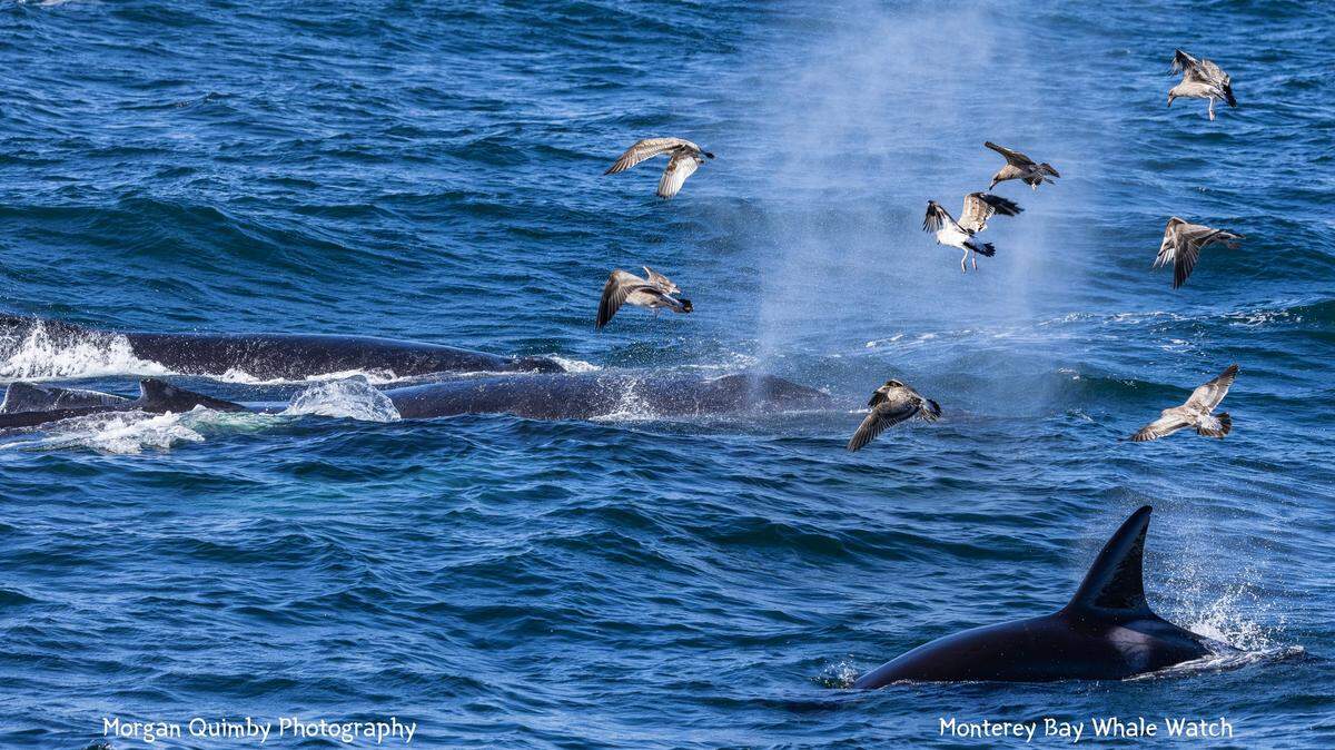 A group of humpbacks tried to stop orcas from hunting a sea lion off the coast of California, boaters said.