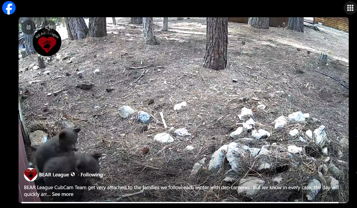 Video shows bear cubs leaving the den under a Tahoe cabin where they were born.