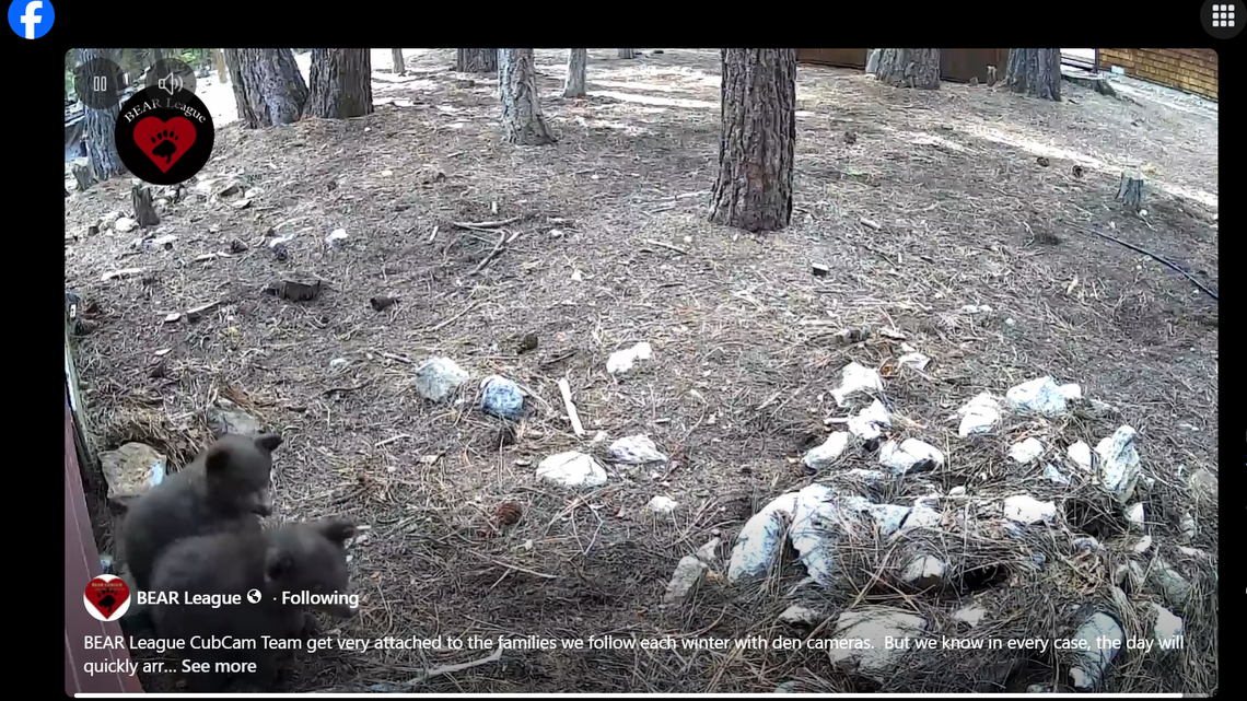 ‘Restless’ bear cubs get first climbing lesson outside Tahoe cabin. See video