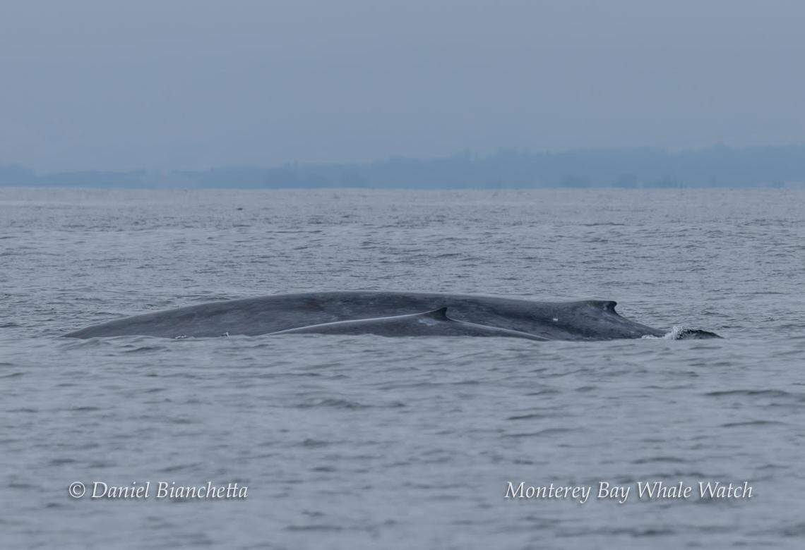 A mama blue whale and her baby were spotted off the coast of California.