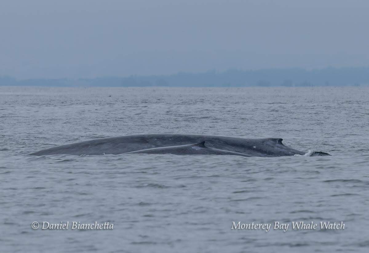 A mama blue whale and her baby were spotted off the coast of California.