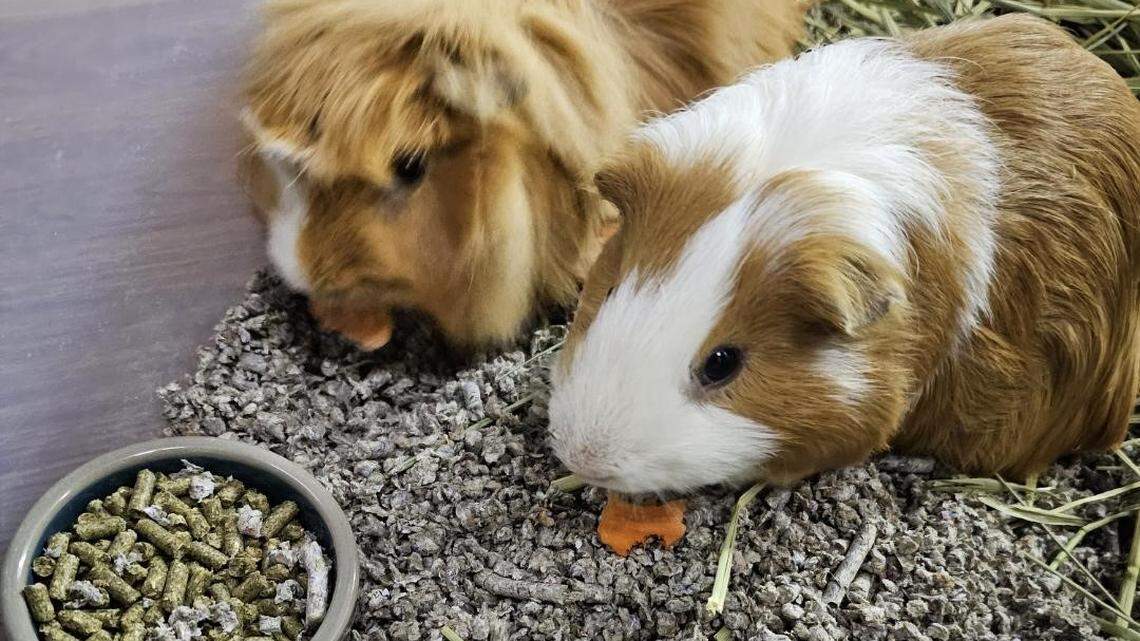 Hundreds of “pocket pets” — guinea pigs, rats and mice, hamsters, and rabbits — disappeared without a trace after they were transferred from the San Diego Humane Society to the Humane Society of Southern Arizona for a second chance to find forever homes.