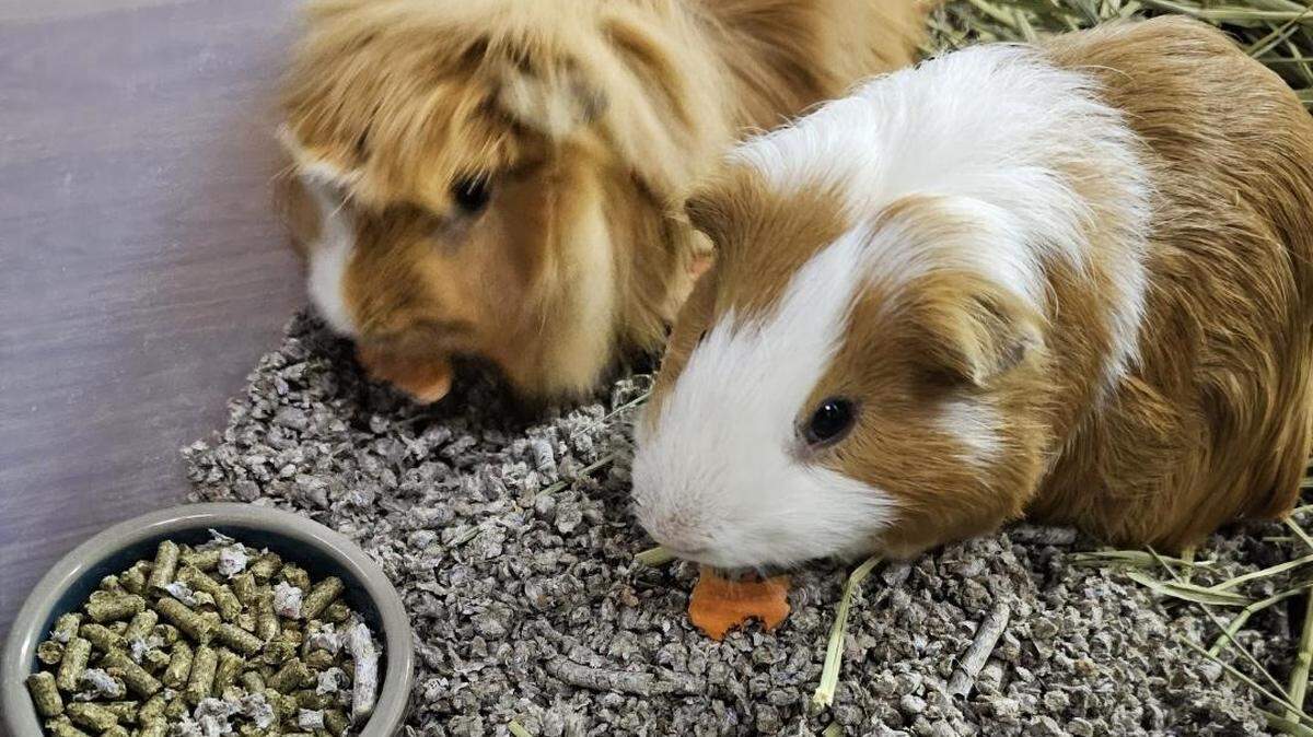 Hundreds of “pocket pets” — guinea pigs, rats and mice, hamsters, and rabbits — disappeared without a trace after they were transferred from the San Diego Humane Society to the Humane Society of Southern Arizona for a second chance to find forever homes.