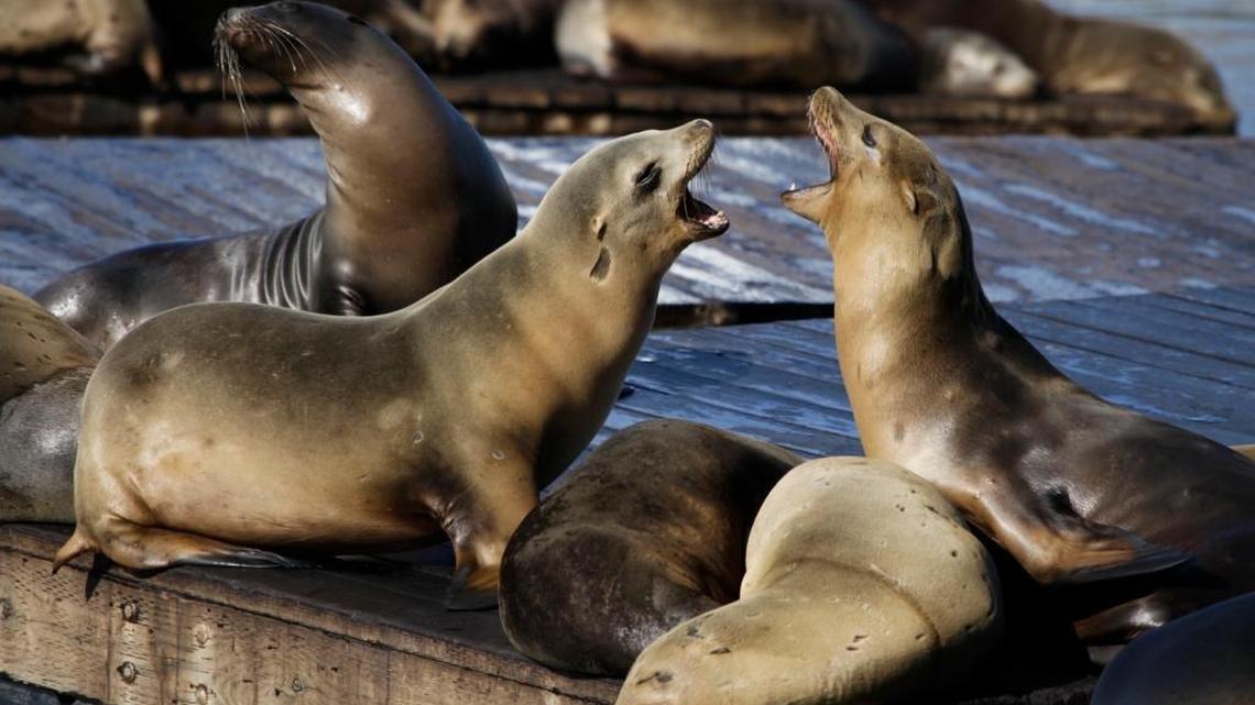 In this Oct. 15, 2010, file photo, sea lions bark at each other at Pier 39 in San Francisco. San Francisco authorities say, Friday, Dec. 15, 2017, a second swimmer has been injured by a sea lion and that the cove where the attacks happened has been closed to swimmers.