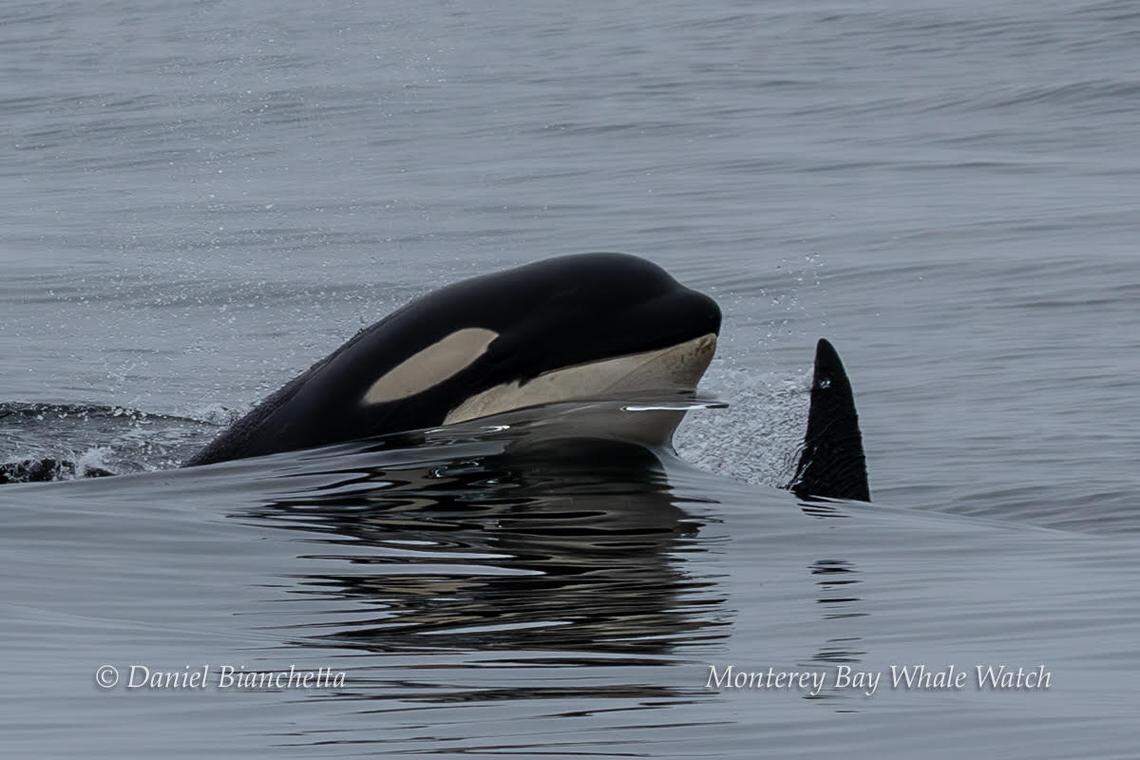 Groups got the chance to see killer whales off the coast of California.