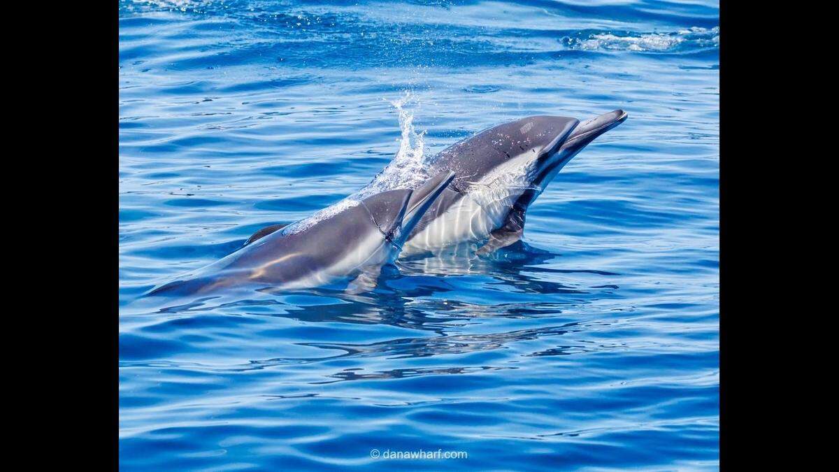 Mama sea creatures and their babies were seen swimming off the California coast, boaters said.