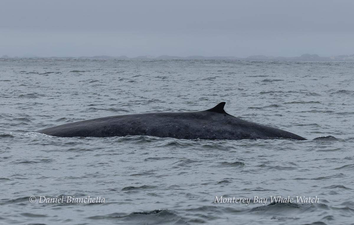 A fin whale was spotted off the coast of California.