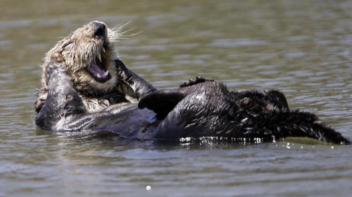 Someone fatally shot three federally protected sea otters recently off California’s coast. Officials have offered a $10,000 reward.