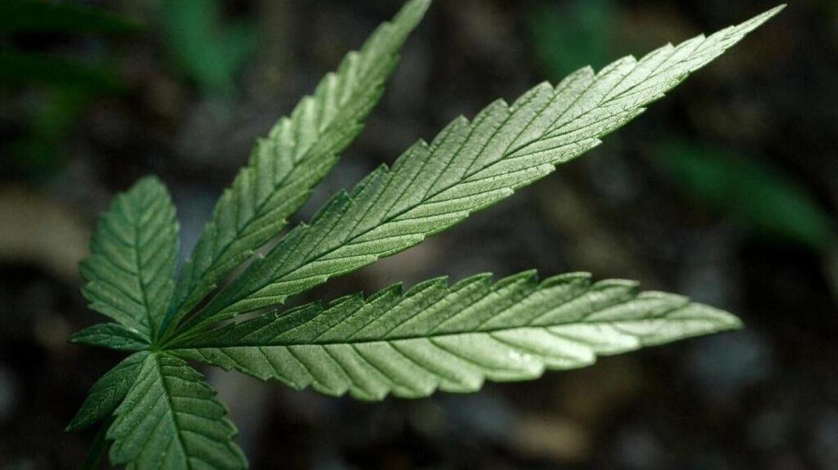 A marijuana garden in a remote area of El Dorado county on Thursday, August 20, 2009.