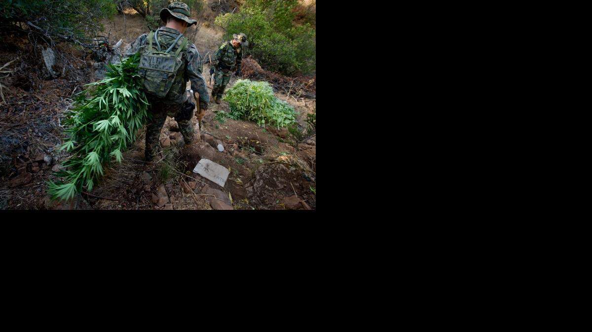 
Members of the El Dorado County Sheriff's Department dismantle a marijuana garden in a remote area of El Dorado county in 2009.
