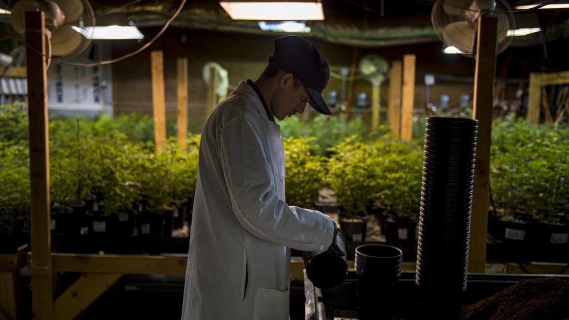 The city’s invitation for pot cultivators to pay a gross revenues fee is stirring debate over whether the city is attempting to impose a special tax, which can only occur with a public vote passed by a two-thirds majority.