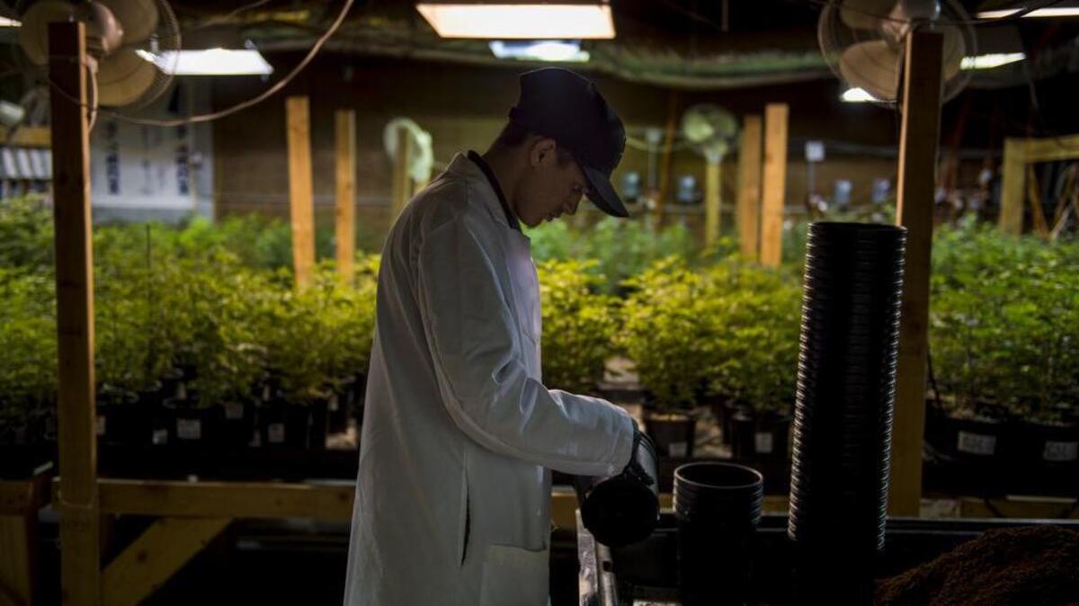 The city’s invitation for pot cultivators to pay a gross revenues fee is stirring debate over whether the city is attempting to impose a special tax, which can only occur with a public vote passed by a two-thirds majority.