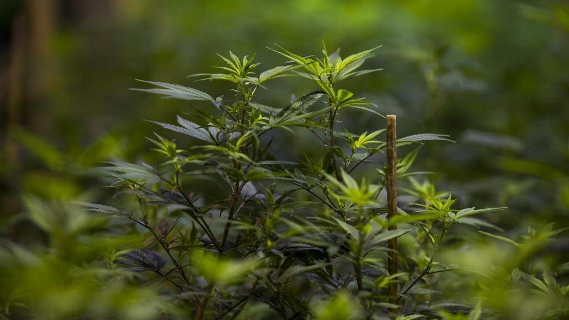 In Desert Hot Springs, Dan Osborne, 54, founded a cannabis plant-breeding company called Clonetics Laboratories and is now a licensed cultivator. Sacramento is considering a tax on marijuana production.