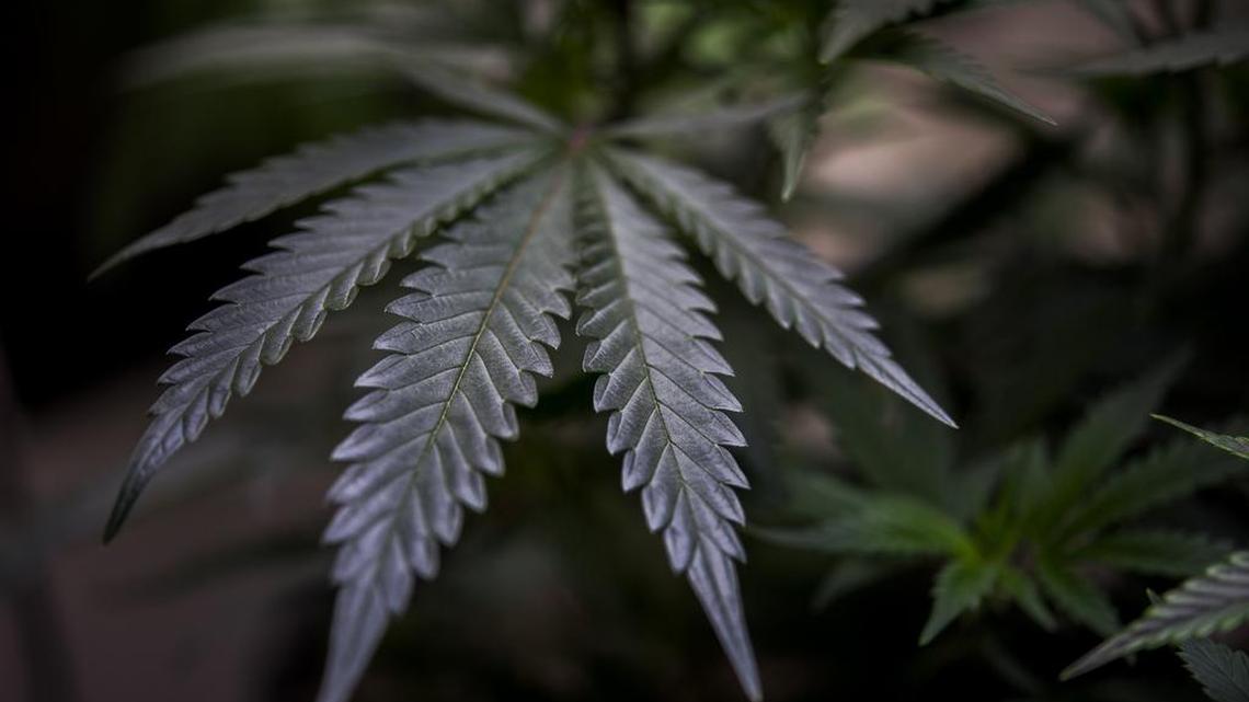 A new University of the Pacific study sees potential economic upside for the Sacramento region if Proposition 64 passes in November.