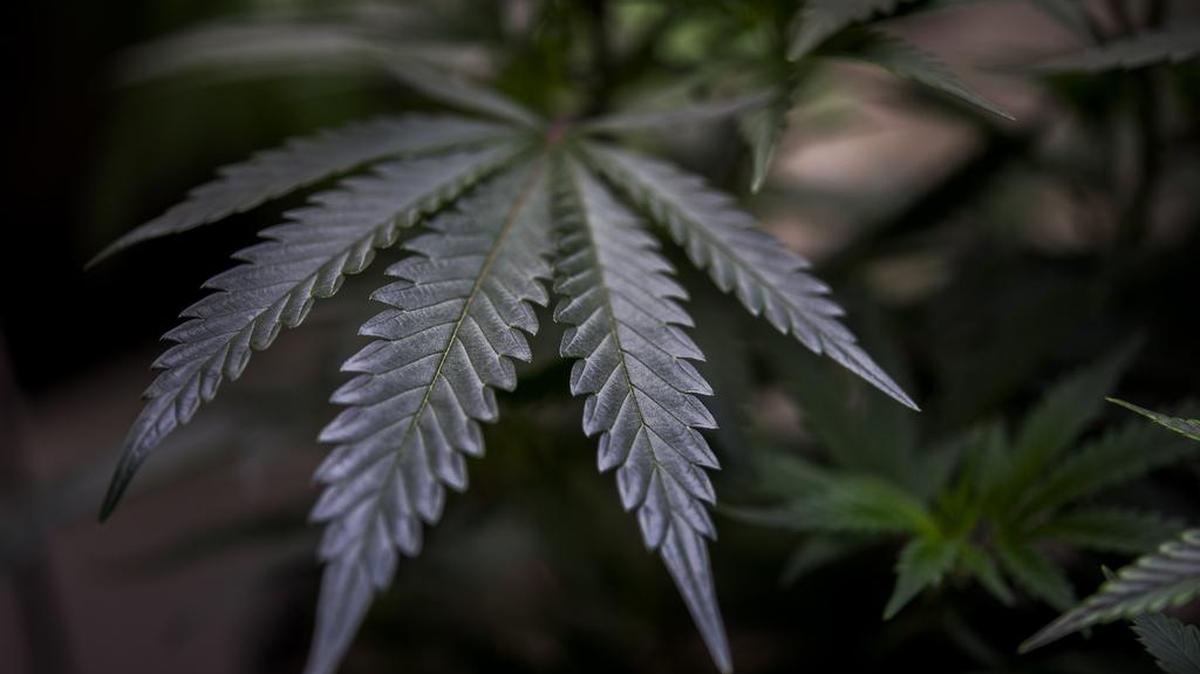 A new University of the Pacific study sees potential economic upside for the Sacramento region if Proposition 64 passes in November.