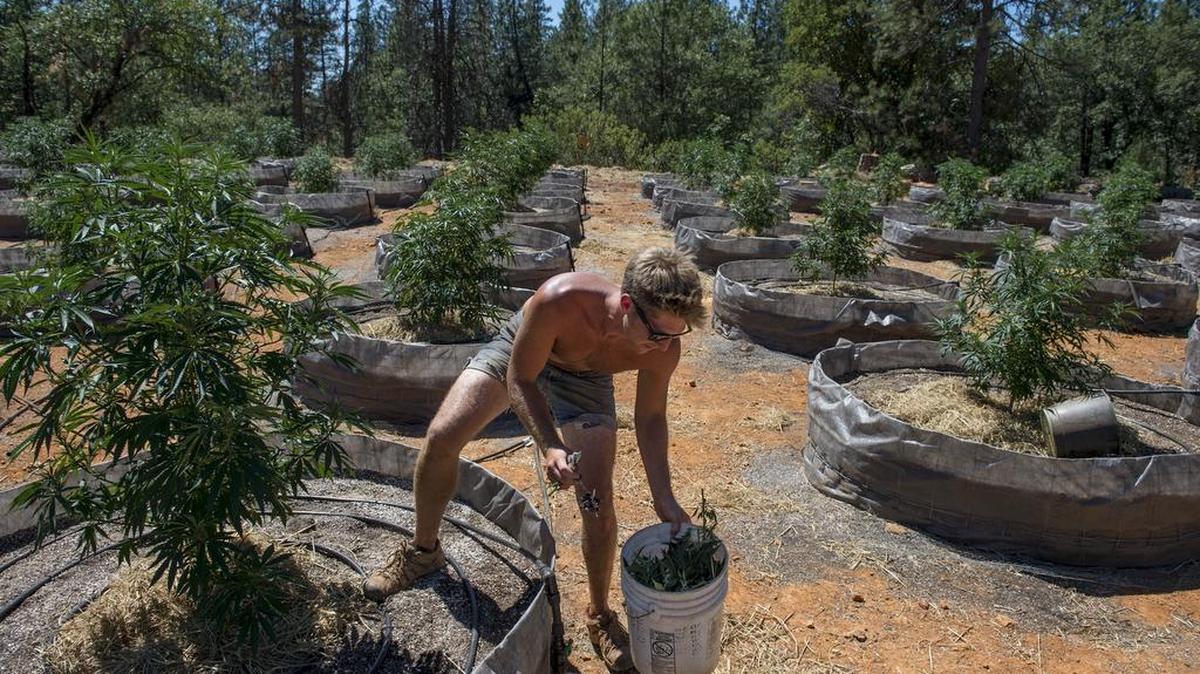 Dana Evanoff trims and tends to marijuana plants in Calaveras County, which is looking for revenue from growers. County supervisors have approved plans for cultivation fees from medical pot growers. After last year’s fire, land buyers moved in to acquire property for marijuana patches.