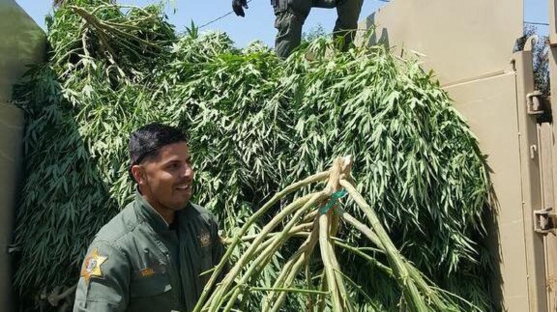 Raids on marijuana grow houses often find Chinese ‘farmers’ inside