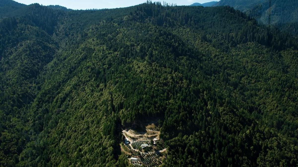 
One day soon, a licensed medical marijuana farmer in Humboldt County, pictured in July, may harvest a crop and then contract with a registered delivery driver to bring buds to a state-sanctioned cannabis distributor in San Francisco.
