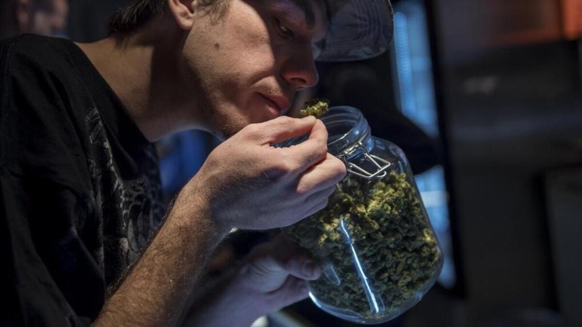 Voters could decide whether recreational marijuana use will be allowed in California if an initiative gets on the November ballot, as expected. Meantime, statistics about pot use continue to show upward trends.