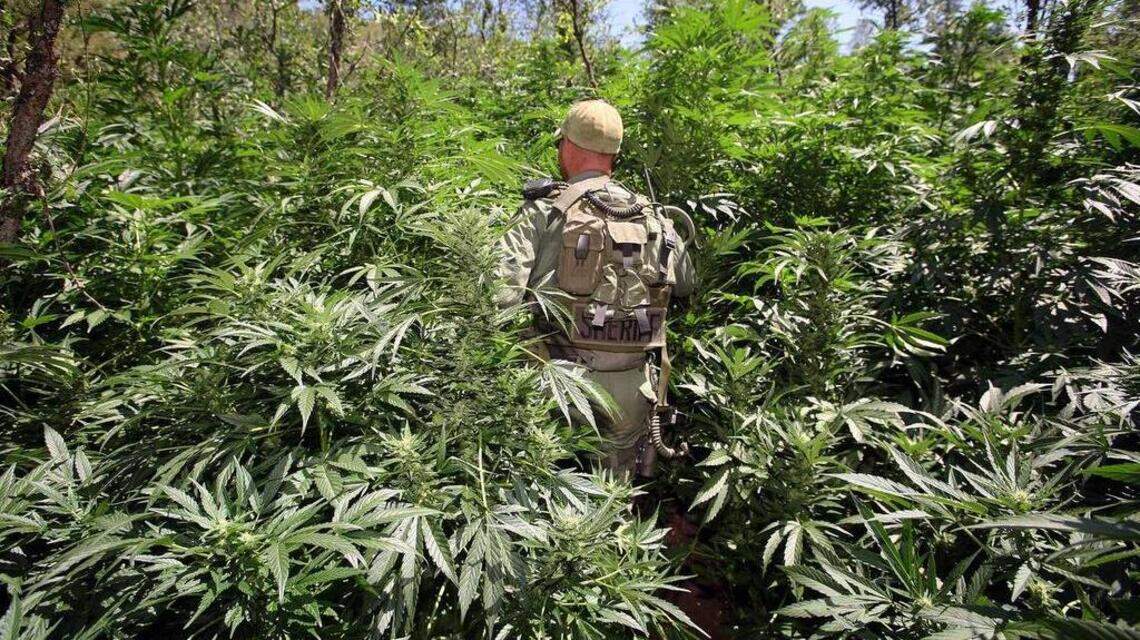 Illegal pot grows found in Yosemite, forests. Officials crack down, citing ‘catastrophic’ poisons