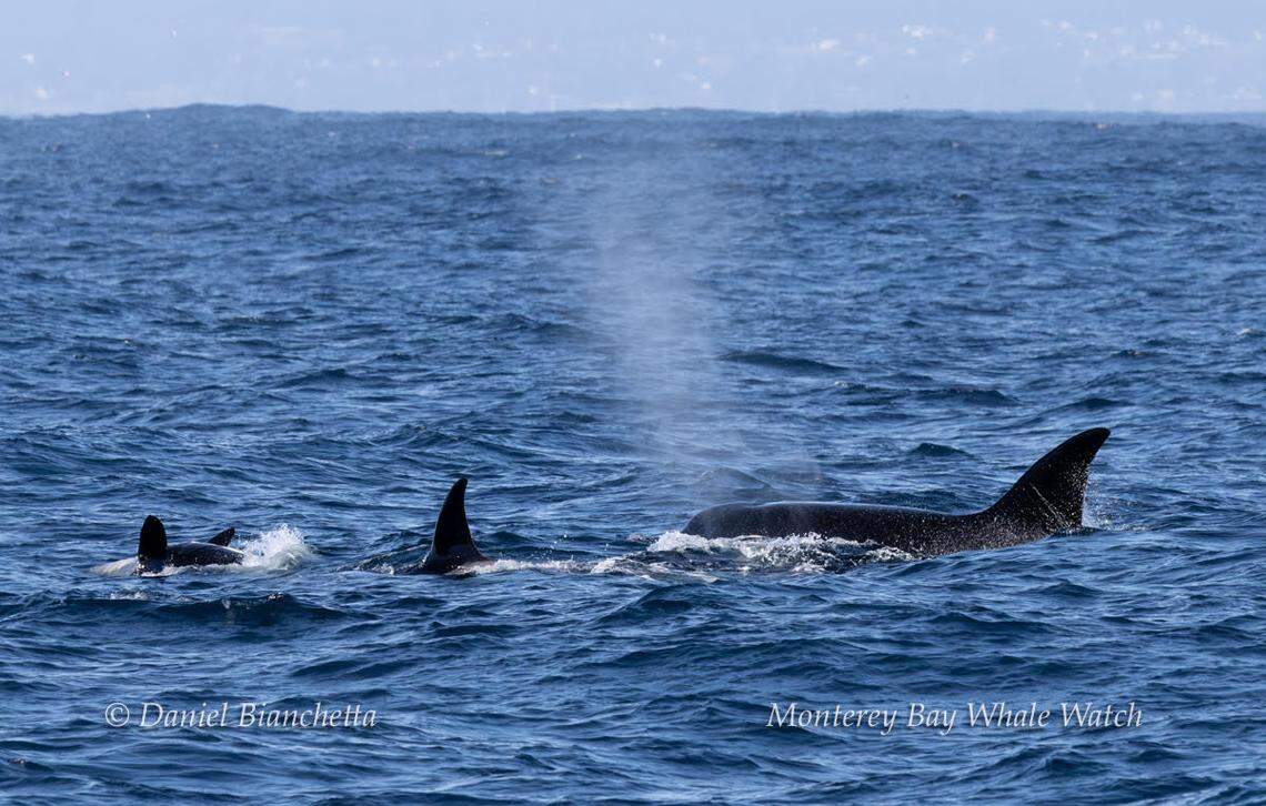 A group of killer whales were seen playing with birds in California, the whale watching company said.